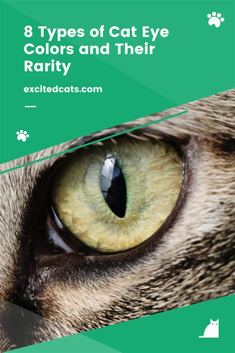 15 Types Of Cat Eye Colors And Their Rarity .